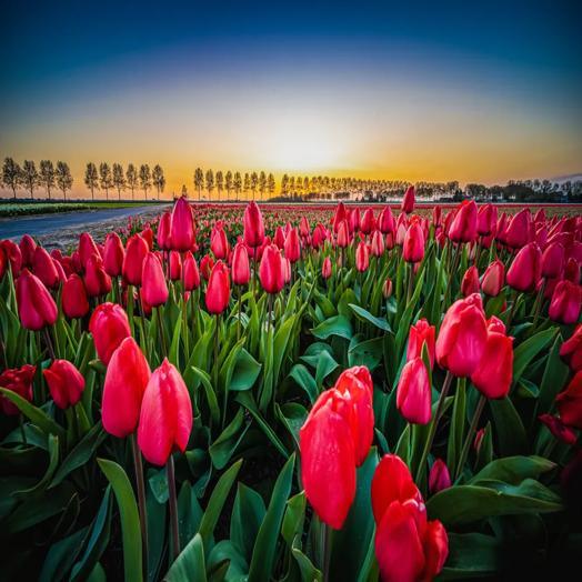 tulpen